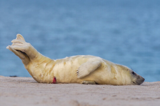 Grey Seal (Halichoerus grypus) Pup Lying on Sandy Beach on Heligoland, Germany