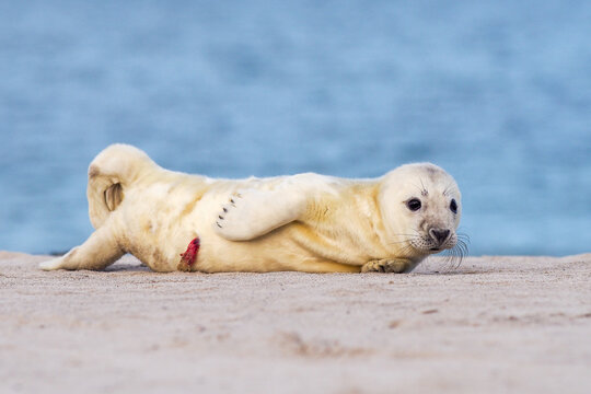 A very young newborn grey seal pup (Halichoerus grypus) with visible umbilical cord resting on a sandy beach by the ocean.