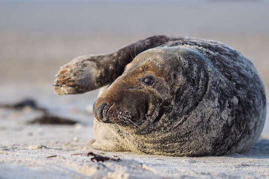 Adorable grey seal  (Halichoerus grypus) scratching its side with a flipper on a sandy beach under a light blue sky
