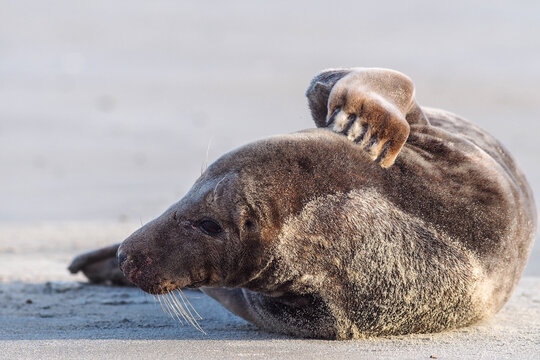Adorable grey seal  (Halichoerus grypus) scratching its side with a flipper on a sandy beach under a light blue sky