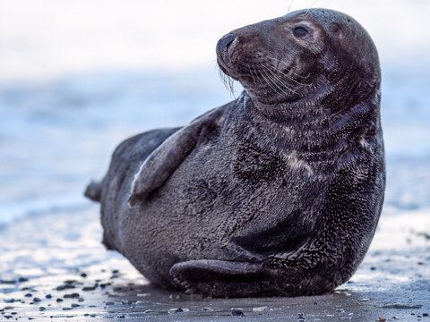 Grey seal (Halichoerus grypus) resting on sandy beach copy space