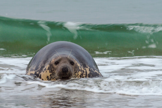 A grey seal (Halichoerus grypus) emerging from the ocean waves onto a sandy beach during a misty day.