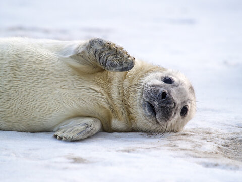Adorable baby grey seal pup (Halichoerus grypus) lying on its back on the snow and waving its flipper in a playful gesture.