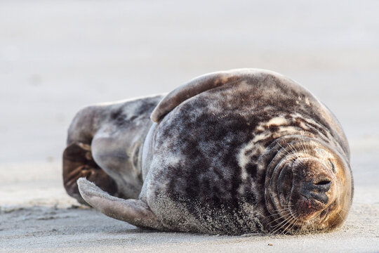 A relaxed grey seal (Halichoerus grypus) sleeping on its side on a sandy beach with its flipper resting on its belly.