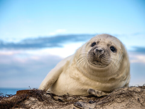 English Expanded Title:
Adorable close-up of a baby grey seal (Halichoerus grypus) looking at camera with large dark eyes while resting on a sandy dune.