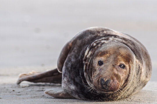 Close-up portrait of a grey seal (Halichoerus grypus) looking directly at the camera while resting on a sandy beach.