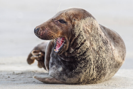 Side profile of a grey seal (Halichoerus grypus) yawning while resting on a sandy beach, showing teeth and mouth detail.
