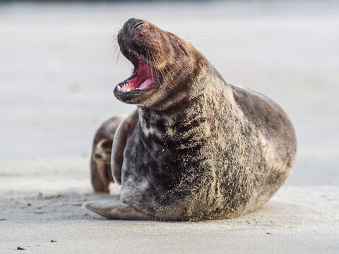 A grey seal (Halichoerus grypus) yawning or roaring while resting on a sandy beach during the day.