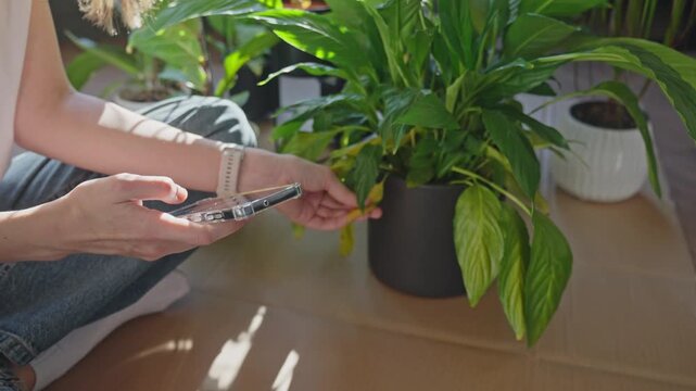 Woman takes photo of wilted plant leaves at home. Concept of plant care and indoor gardening