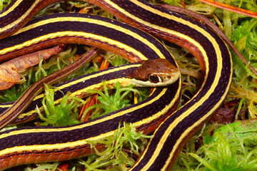 Obraz premium Eastern ribbonsnake, Thamnophis sauritus.