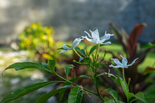 jasmin,  plantes dicotyl&eacute;dones