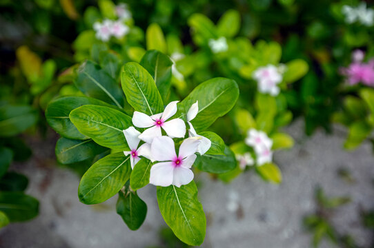 pervenche de madagascar- catharanthus roseus blanche
