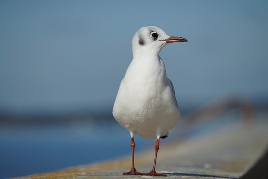 Petite mouette rieuse .