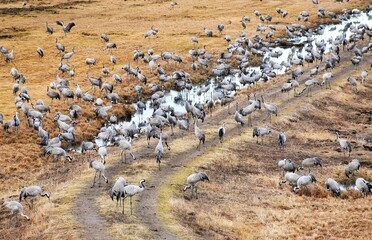 Obraz premium Cranes in spring on Lake Hornborgarsjon, Sweden
