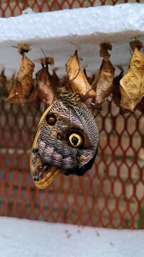 Owl butterfly resting on chrysalis in tropical garden. Close up of Caligo butterfly with eyespot patterns on wings near pupae in Costa Rica.