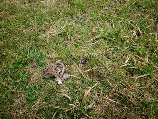 Obraz premium Remains of a dead rat outside on the grass.