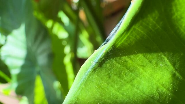 CLOSE UP: Leaf is heavily coated in spider mite webbing, sign of a severe pest problem. Delicate silk structures created by parasites serve as highway for colony while they cause damage to houseplant.