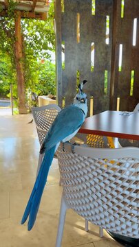 Portrait of a White-throated Magpie-Jay perched on a chair. Blue tropical bird with long tail feathers sitting on a white chair in an outdoor cafe area in Costa Rica.