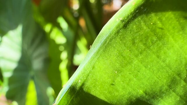 CLOSE UP: Delicate spider mite webbing is shown draped over edges of a green leaf. Fine, silky texture of web, which acts as protective shield for parasites as they spread throughout the houseplant.