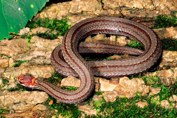 Obraz premium Redbelly snake, Storeria occipitomaculata.