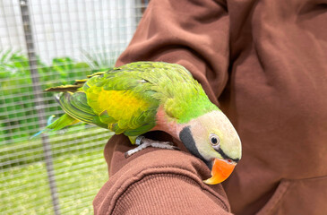 Close-up shot of a colorful Moustached Parakeet with a bright orange beak perched on a person's arm in a brown hoodie, featuring vibrant green and yellow plumage © John_Doo78