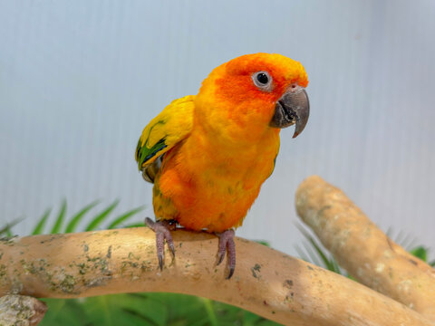 Vibrant sun conure parrot with striking orange and yellow plumage perches on a textured branch. This bright, high-quality portrait is ideal for pet care and tropical wildlife themes