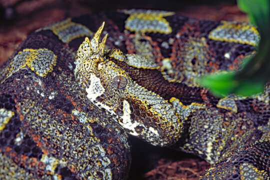 Rhinocerous viper, Bitis nasicornis, Africa