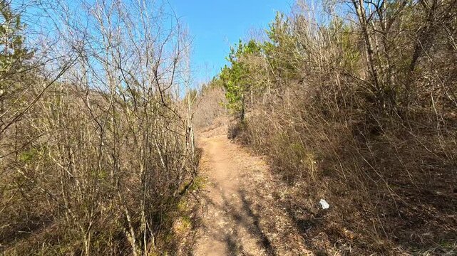 Walking Forest Trail Curving Towards Pine Trees . Ozren Mountain, Sokobanja region. Balkans, Serbia.