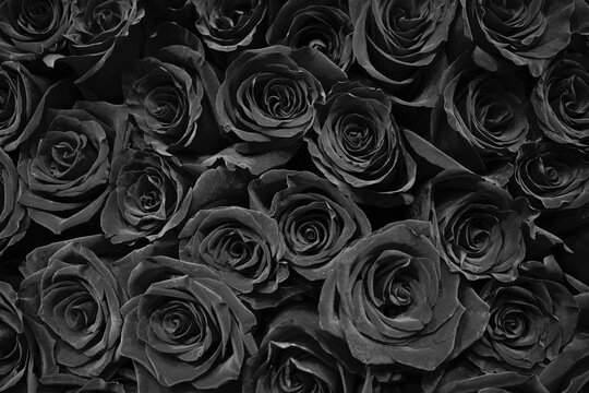 Background of black roses. Dark, mourning flowers.
