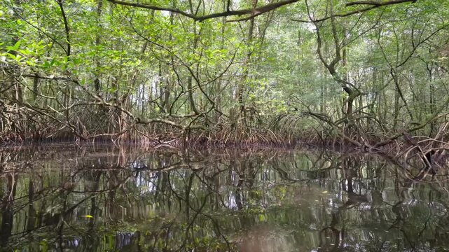 Dense mangrove forest roots and green canopy reflecting in the dark, still swamp water of S&atilde;o Tom&eacute; and Pr&iacute;ncipe
