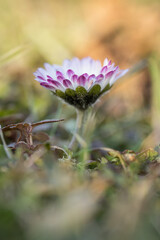 Macro detail of a daisy flower with pink tips on white petals in the lawn. © lapis2380