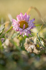 Macro detail of a daisy flower with pink tips on white petals in the lawn. © lapis2380