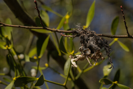 Detail of bat skeletal remains with mummified skin on a branch with mistletoe in the background.