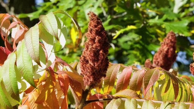 Staghorn Sumac Swaying in Summer Breeze