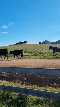 Vacas passam na estrada de zona rural