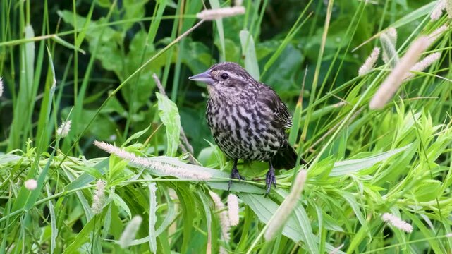 Female Red-Winged Blackbird Foraging for Food