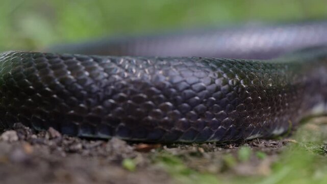 Black snake scales. Detail of snakeskin scales. Macro close-up scaly snake skin. Leathery snake texture. Slithering close up. Black snake crawling. Snakes in motion. Creeping reptile.