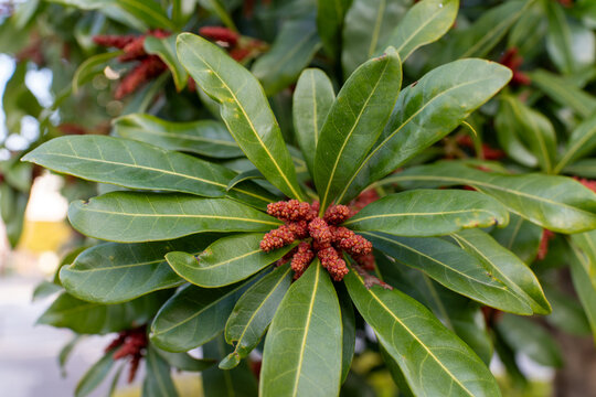 ヤマモモの開花シーン ネイチャーフォト 素材