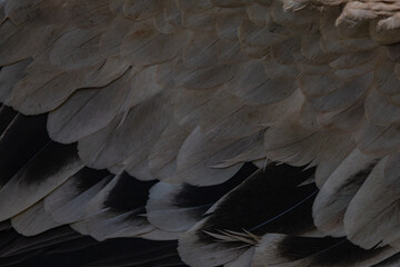 Background Grey Bird Feathers Close-up   © AlexTow