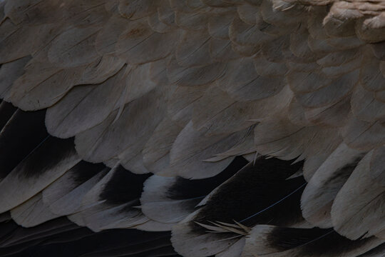 Background Grey Bird Feathers Close-up	
