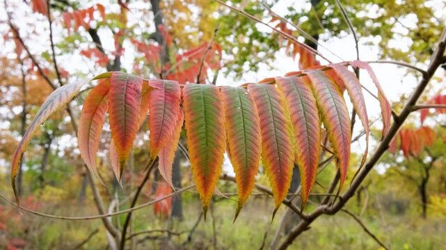 Autumn Wind Moving Staghorn Sumac Leaves