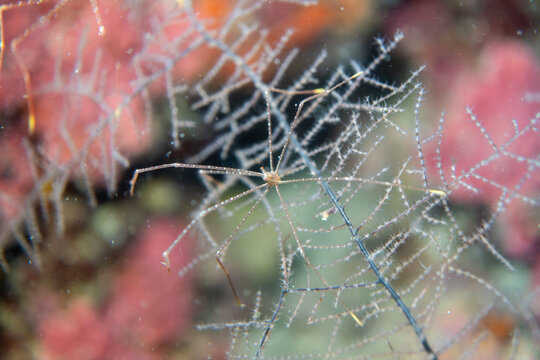 Macro Focus on a Tiny Hairy Squat Lobster (Lauriea sp.) Clinging to Hydroid Branches on a Tropical Coral Reef