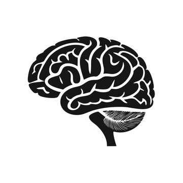 Black silhouette of a human brain with cerebellum and brainstem on white background