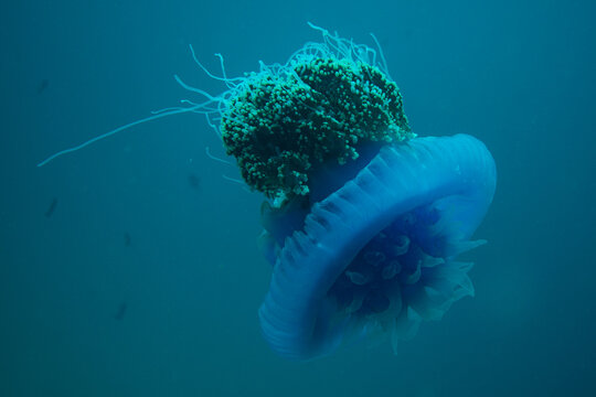 Underwater Close-Up of a Jellyfish (Cassiopea) with Intricate Green Oral Arms in Open Water