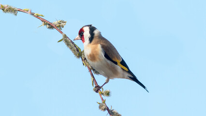 blue tit on a branch © lazalnik
