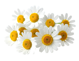 Obraz premium Delicate white petals and sunny yellow centers create a floral bouquet