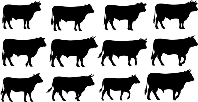 cow silhouette Vector set, cattle silhouettes, diverse breed of cows. Ideal for farm, ranch branding. Perfect for logos, decals. Black, white background. Bulls, cows, standing, walking, running 