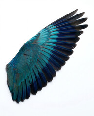 Obraz premium Close up of a blue and teal bird wing with intricate feathers isolated on white background, natural beauty