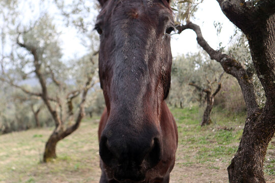 Giovane esemplare di cavallo marrone da pascolo