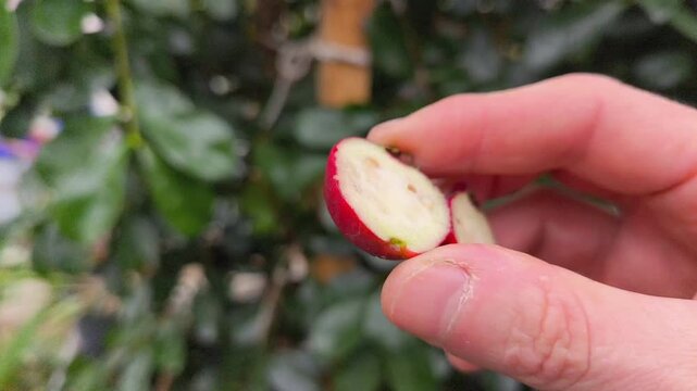 Real footage of Psidium cattleianum strawberry guava tree in a greenhouse, showing ripe fruit and green leaves